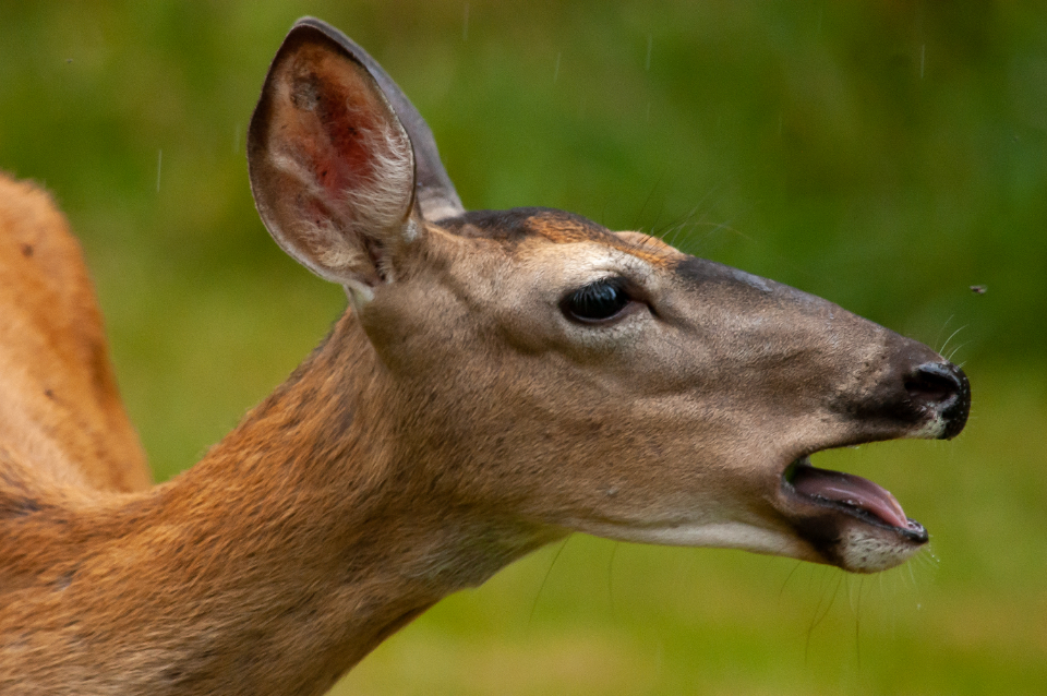 Exploring Wildlife and Nature in Virginia Beach